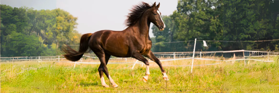 It's National Horse Day: Join the Celebration, it's in our Spirit