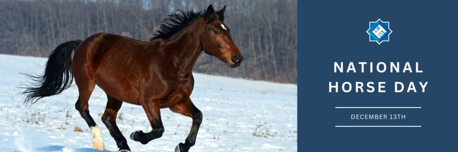 Harnessing the Spirit of National Horse Day with EB Horsman
